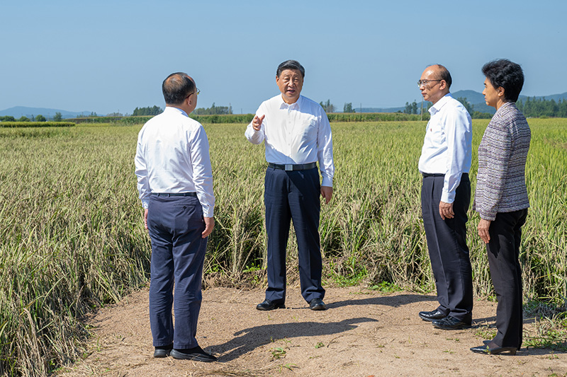 9月6日至8日，中共中央總書記、國(guó)家主席、中央軍委主席習(xí)近平在黑龍江考察。這是7日上午，習(xí)近平在遭受洪澇災(zāi)害的哈爾濱尚志市老街基鄉(xiāng)龍王廟村，察看水稻受災(zāi)情況。